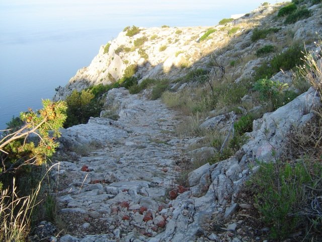 Photograph